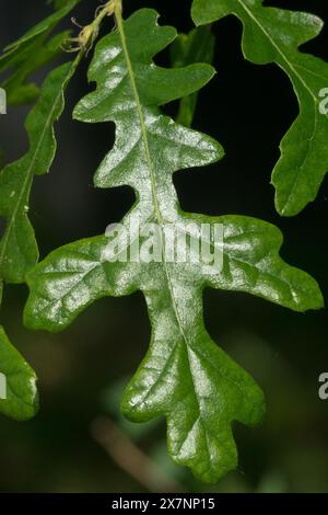 Europäische Puteneiche, Quercus cerris, Blatt Stockfoto