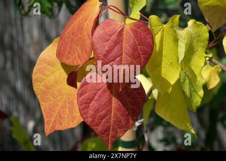 Eastern Redbud, Cercis canadensis „Flame Thrower“ Kanadischer Redbud Stockfoto