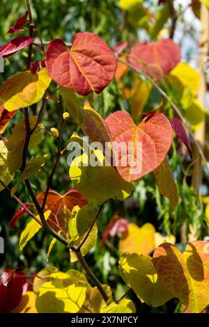 Eastern Redbud, Cercis canadensis „Flame Thrower“ Kanadischer Redbud, rot, Blätter Stockfoto