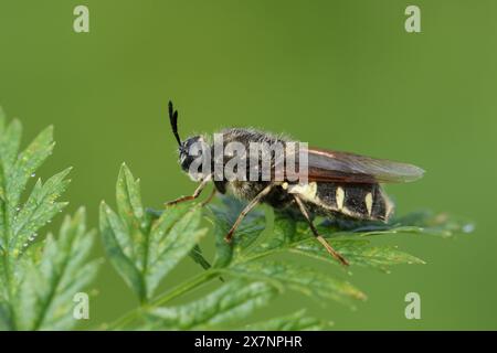 Eine Soldatenfliege, Stratiomys singularia, ruht im Frühling auf einem Pflanzenblatt. Stockfoto