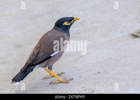 Gemeinsame myna (Acridotheres Tristis oder Indischen Myna). Dieser Vogel ist heimisch im südlichen Asien von Afghanistan bis Sri Lanka. Die Myna ist eingeführt worden Stockfoto