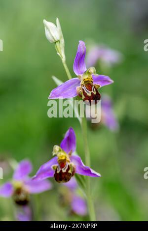 Biene Orchidee; Ophrys Apifera; Kantabrien; Spanien Stockfoto