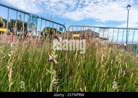 BienenOrchidee; Ophrys apifera; Blumen; Fairhaven; Lancashire; UK Stockfoto