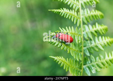 Schwarzer Kardinalkäfer; Pyrochroa coccinea; on Bracken; UK Stockfoto