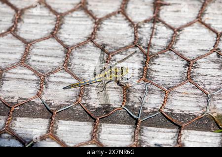 Black Tail Skimmer; Orthetrum cancellatum; Unreife männlich; on Boardwalk; UK Stockfoto