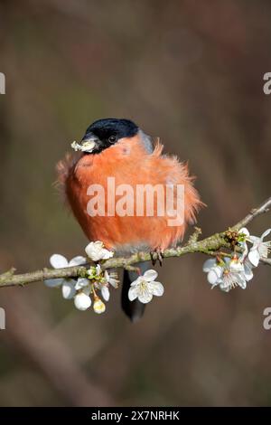 Bullfinch; Pyrrhula pyrrhula; Eating Blossom; UK Stockfoto