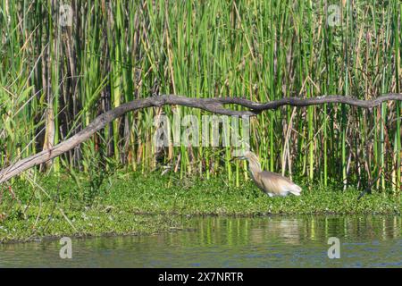 Squacco Reiher (Ardeola ralloides) versteckt im Schilf, fotografiert am künstlichen ökologischen Teich und Vogelschutzgebiet im Hayarkon Park, Tel Aviv, Isra Stockfoto