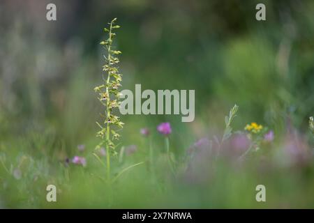 Dune Helleborine; Epipactis dunensis; Blüte; Großbritannien Stockfoto