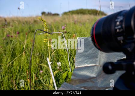 Dune Helleborine; Epipactis dunensis; Fotografie; Großbritannien Stockfoto