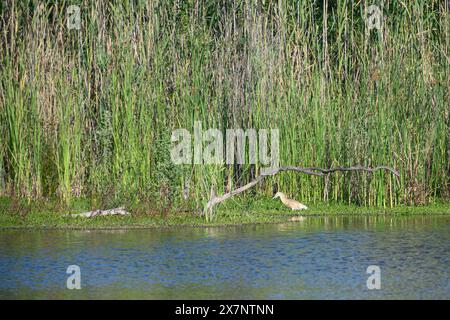 Squacco Reiher (Ardeola ralloides) versteckt im Schilf, fotografiert am künstlichen ökologischen Teich und Vogelschutzgebiet im Hayarkon Park, Tel Aviv, Isra Stockfoto