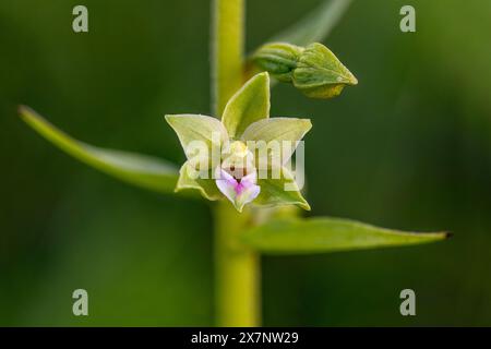 Dune Helleborine; Epipactis dunensis; Blume; Großbritannien Stockfoto