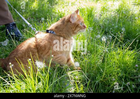 Häusliche süße Ingwerkatze, die im grünen Gras läuft Stockfoto