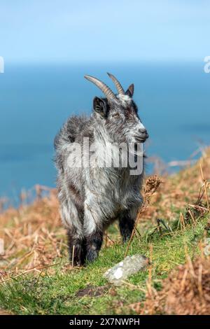 Wilde Ziege; Valley of the Rocks; Devon; Großbritannien Stockfoto