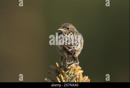 Ein niedliches Baby Stonechat, Saxicola rubicola, das im Frühling auf einem Gorse-Busch thront. Stockfoto
