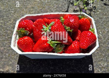 Obst und Gemüse. Frische Erdbeere bzw Erdbeeren in einer Schale *** Obst und Gemüse frische Erdbeeren oder Erdbeeren in einer Schüssel Stockfoto