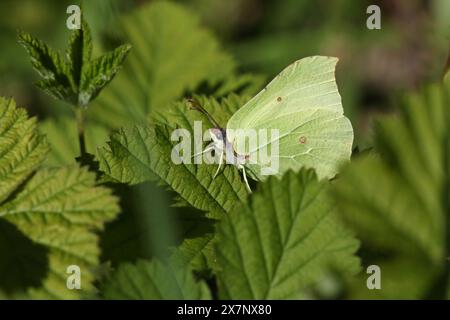 Ein hübscher Brimstone-Schmetterling, Gonepteryx rhamni, der im Frühling auf einem Blatt sitzt. Stockfoto