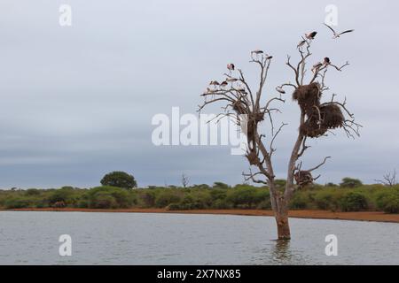 Nimmersatt/Nimmersatt/Mycteria ibis Stockfoto