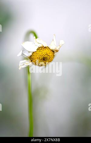 Verwelkte Anthemis arvensis, auch bekannt als Maiskamille, Mayweed, geruchslose Kamille oder Feldkamille, ist eine Art blühender Pflanze in der Gattung Stockfoto