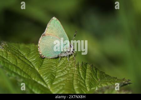 Ein atemberaubender grüner Hairstreak-Schmetterling (Callophrys rubi), der im Frühling auf einem Brombeerblatt thront. Stockfoto