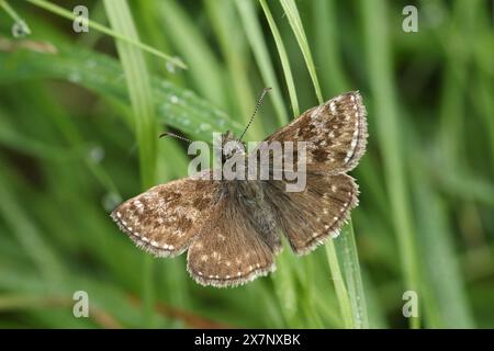 Ein ziemlich schmuddeliger Skipper Butterfly, Erynnis Dages, der im Frühling auf einem Grashalm ruht. Stockfoto