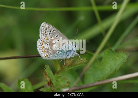 Ein gemeiner blauer Schmetterling, Polyommatus icarus, der auf einer Wiese auf einer Pflanze ruht. Stockfoto