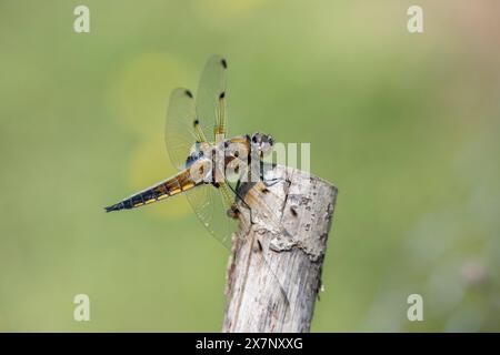 Four Spotted Chaaser; Libellula quadrimaculata; On Post; UK Stockfoto