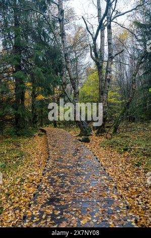 Holzsteg im Schwarzen Moor in Rhoen, Bayern, Deutschland, im Herbst nach Regen Stockfoto