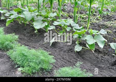 Biologisch angebaute verschiedene Gemüsesorten im Gemüsegarten, im Sommer Stockfoto