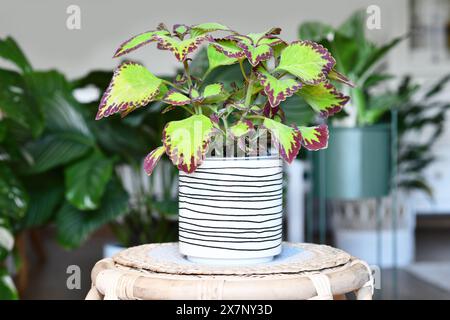 Gemalte Brennnessel 'Coleus Blumei Samt' Pflanze im Blumentopf auf Tisch im Wohnzimmer mit Zimmerpflanzen in unscharfem Hintergrund Stockfoto