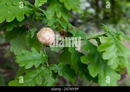Wolle Sower Gall; Kallirhytis Seminator; auf Stieleiche; Quercus robur; UK Stockfoto