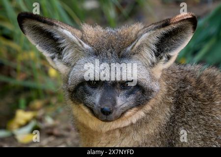 Fledermausohrfuchs - Otocyon megalotis, Porträt wunderschöner einzigartiger Fuchsarten mit großen Ohren aus afrikanischen Savannen und Wiesen, Uganda. Stockfoto