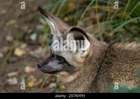 Fledermausohrfuchs - Otocyon megalotis, Porträt wunderschöner einzigartiger Fuchsarten mit großen Ohren aus afrikanischen Savannen und Wiesen, Uganda. Stockfoto