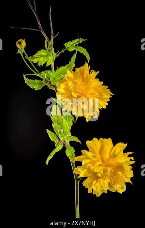 Schöne gelbe Kerria, japanische Rose Pleniflora Blume isoliert auf schwarzem Hintergrund. Blumenkopf-Nahaufnahme. Stockfoto