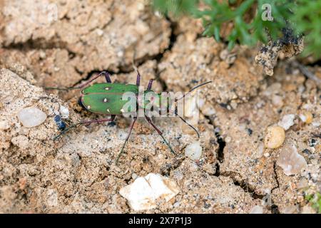 Green Tiger Beetle; Cicindela campestris; Großbritannien Stockfoto