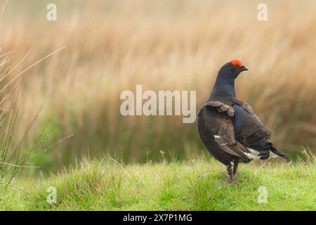 Schwarzhühner, wissenschaftlicher Name, Lyrurux tetrix. Nahaufnahme eines männlichen Birkhühner, wachsam und stand direkt auf einem bewirtschafteten Birkhühner Moor in Swaledale, Stockfoto