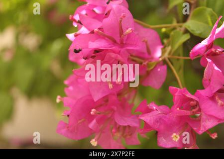 Nahaufnahme der rosa Bougainvillae-Blume Stockfoto