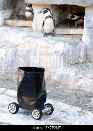 Paris, Frankreich. April 2024. © PHOTOPQR/LE PARISIEN/Jean-Baptiste Quentin ; Paris ; 23/04/2024 ; ZOO de Vincennes des scientifiques du Muséum ont mis au Point un roboter rover télécommandé pour approcher les manchots de Humbolt, don t une colonie vit dans un bassin au Zoo de Vincennes © LP/Jean-Baptiste Quentin Paris, Frankreich, 23. april 2024 ZOO of Vincennes. Wissenschaftler des Museums haben einen ferngesteuerten Roboter-rover entwickelt, um Humbolt-Pinguine zu nähern, von denen eine Kolonie in einem Pool im Zoo von Vincennes lebt *** Local Caption *** UN Robot chez les Manchots Credit: MAXPPP/Alamy Live News Stockfoto