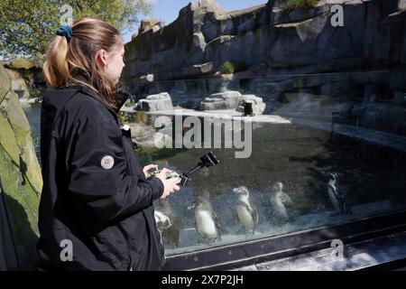 Paris, Frankreich. April 2024. © PHOTOPQR/LE PARISIEN/Jean-Baptiste Quentin ; Paris ; 23/04/2024 ; ZOO de Vincennes des scientifiques du Muséum ont mis au Point un roboter rover télécommandé pour approcher les manchots de Humbolt, don t une colonie vit dans un bassin au Zoo de Vincennes © LP/Jean-Baptiste Quentin Paris, Frankreich, 23. april 2024 ZOO of Vincennes. Wissenschaftler des Museums haben einen ferngesteuerten Roboter-rover entwickelt, um Humbolt-Pinguine zu nähern, von denen eine Kolonie in einem Pool im Zoo von Vincennes lebt *** Local Caption *** UN Robot chez les Manchots Credit: MAXPPP/Alamy Live News Stockfoto