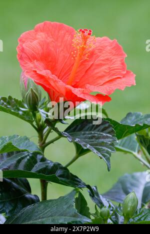 Hibiscus rosa sinensis Blume, chinesische Rose, Nahaufnahme. Rote Vollblüte. Zierpflanze. Isoliert auf natürlichem grünem Hintergrund. Trencin, Slowakei Stockfoto
