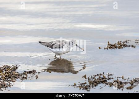 Greenshank; Tringa nebularia; mit Krabbe; UK Stockfoto