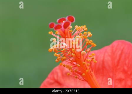 Hibiscus rosa sinensis Blütenblätter, chinesische Rose, Nahaufnahme. Unscharfer, naturgrüner Hintergrund. Trencin, Slowakei Stockfoto