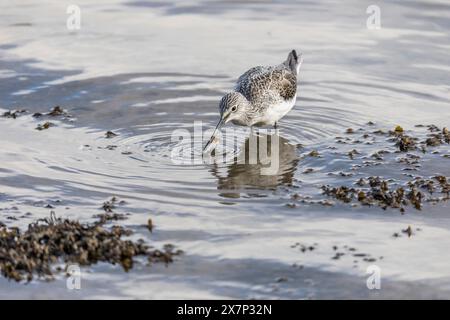 Greenshank; Tringa nebularia; mit Krabbe; UK Stockfoto