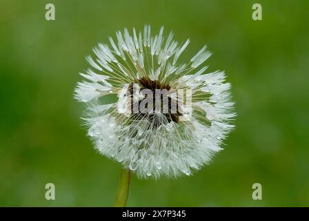 Entlüftete Löwenzahnblume, Taraxacum officinale im Morgentau, Nahaufnahme. Mit Wassertropfen. Isoliert auf grünem Hintergrund. Trencin, Slowakei Stockfoto