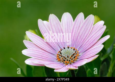 Osteospermum, afrikanische Daisy-Blume, Nahaufnahme. Volle Blüte. Wunderschöne Blütenblätter mit Mitte. Isoliert auf einem natürlichen grünen Hintergrund. Stockfoto