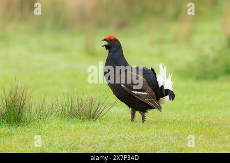 Schwarzhühner, wissenschaftlicher Name, Lyrurux tetrix. Nahaufnahme eines männlichen Auerhorns, Alarm und Anrufe auf verwaltetem Auerhornmoor in Swaledale, Yorkshir Stockfoto