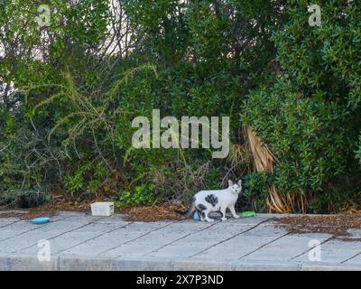 Mai 2024, Bowls, um die wilden Katzen zu füttern, in der Nähe von Coral Bay Pegeia, Pafos, Zypern. Stockfoto