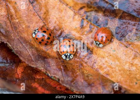 Harlequin Marienkäfer; Harmonia axyridis; Vereinigtes Königreich Stockfoto