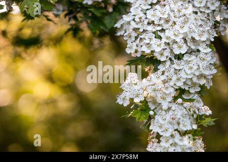 Weißdornblüte; Crataegus monogyna; Frühling; Großbritannien Stockfoto