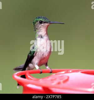 Weibliche Woodnymphe (Thalurania glaucopis) mit violetter Kappe in einem Wassertrog auf hellgrünem Hintergrund Stockfoto