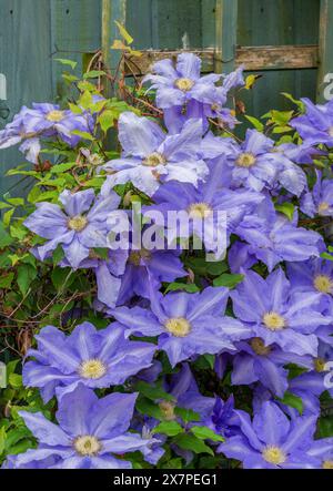 Eine wunderschöne violette Clematis Pflanze, die auf einem Spalier vor einem grün bemalten Zaun klettert Stockfoto